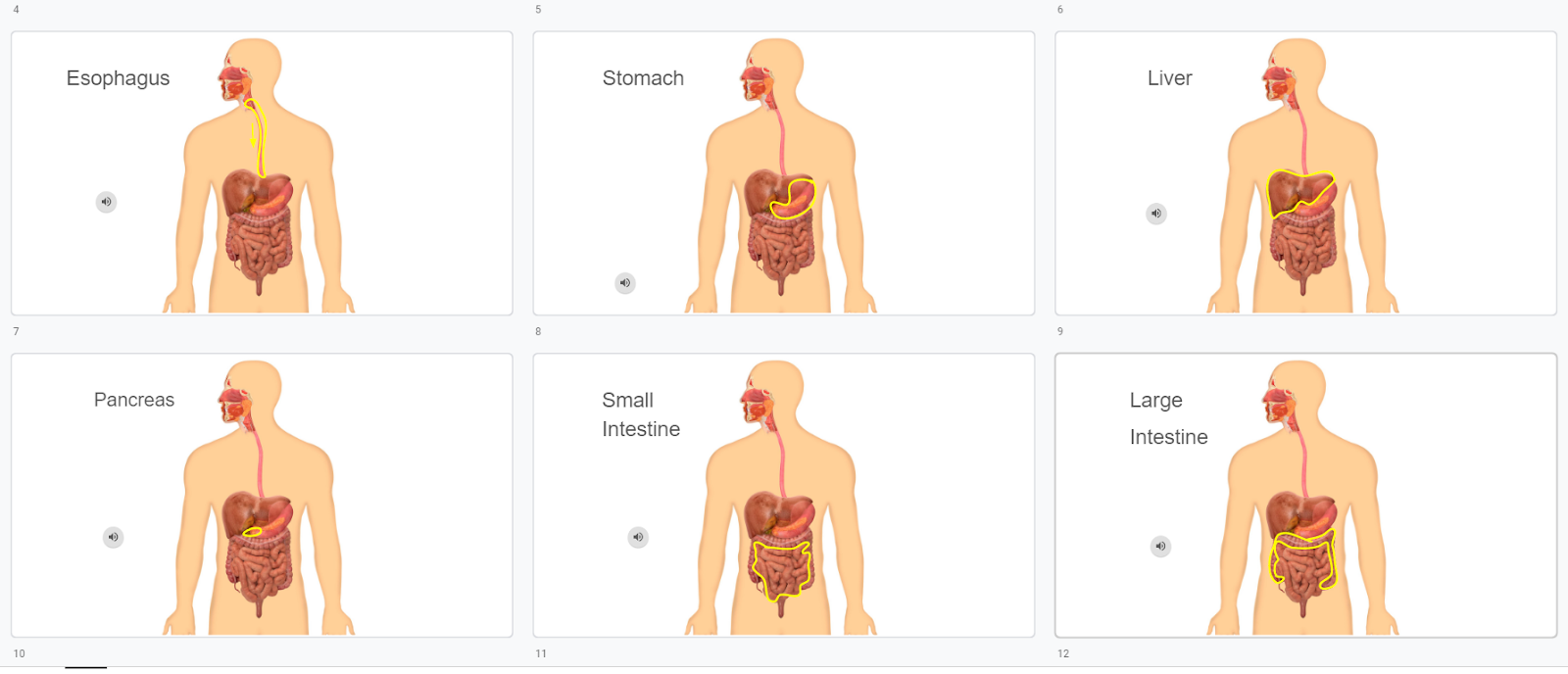 slides of the human digestive system