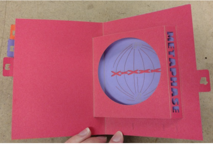 a pop up book illustrating the the phases of mitosis